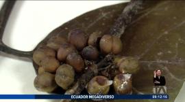 El café es uno de los productos más consumidos en el mundo. Gracias a la diversidad de microclimas del país, este fruto se cultiva en varias provincias; su planta alcanza entre 2 y 5 metros de altura.

Un reportaje de Nathalie Jiménez