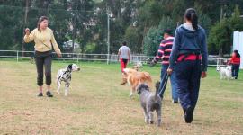 El próximo 12 de octubre, desde las 07:00, en el parque Carollo (sur) se realizará la primera edición de la competencia canina Metro Can 5K,