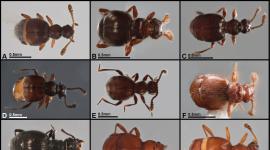 22 nuevas especies de escarabajos vagabundos del género Panabachia en Ecuador