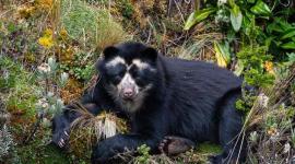 Los estudios apuntan que en Ecuador hay entre 5 000 y 6 000 ejemplares de osos de anteojos.
