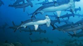 La Reserva Marina Hermandad tiene montes submarinos, corredores migratorios de grandes especies como tiburones martillo.