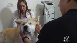 Cada vez más dueños de mascotas recurren a la acupuntura ancestral como método terapéutico. Esta práctica milenaria ayuda a aliviar dolores, mejorar el bienestar general y complementar la salud de perros y gatos.