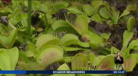 Las plantas carnívoras desarrollaron estrategias para atrapar y digerir pequeños insectos. Su supervivencia se ve amenazada por la expansión agrícola. 

Un reportaje de Nathalie Jiménez