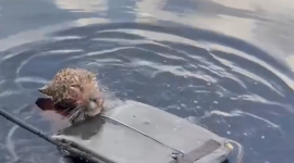 Un jaguar herido fue rescatado cruzando el Río Negro.