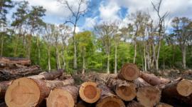 La deforestación tiene graves consecuencias ambientales