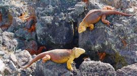 Las iguanas terrestres fueron reintroducidas en la Isla Santiago para mejorar sus condiciones de vida.