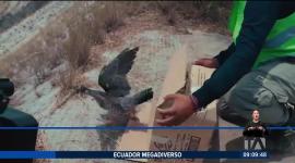 El Laboratorio Natural UIO tiene 150 hectáreas de bosque protegido que forman parte del Aeropuerto Mariscal Sucre de Quito. En este espacio se conserva, restaura y estudia la biodiversidad de Tababela.

Un reportaje de Nathalie Jiménez