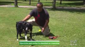La experta Andrea Aguirre nos cuenta esTAmañana cómo mantener activos y felices a nuestros amigos de cuatro patas con ejercicios.