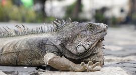 Autoridades recomiendan conducir con precaución en el centro de Guayaquil por la presencia de iguanas.