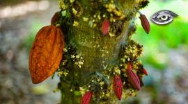 Un hallazgo arqueológico en Zamora Chinchipe reveló que la domesticación del cacao empezó en nuestro territorio hace más de 5.000 años. Esta investigación cambia lo que se creía hasta hoy y posiciona al Ecuador como su verdadero origen. En este reportaje les explicamos por qué este hallazgo podría redefinir el futuro de este producto emblemático.