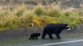 Un oso de anteojos y sus dos crías fueron captados en video.