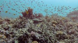 La Gran Barrera de Coral, ubicada en la costa este de Australia, ha vivido entre 2024 y 2025 el peor declive registrado hasta ahora debido al aumento de la temperatura del mar.
