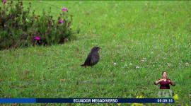 Las aves migratorias que habitan en el campus de la Universidad Técnica Particular de Loja se han convertido en un símbolo de equilibrio ambiental y biodiversidad. Cada año, decenas de especies llegan a este espacio en busca de refugio y alimento.

Un reportaje de Nathalie Jiménez