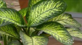 Nuestro experto en flores Gabriel bayas nos cuenta sobre esta planta decorativa pero que puede ser peligrosa, además de cuidados para mantenerla en buen estado.