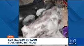 La Agencia Metropolitana de Control clausuró un camal clandestino que operaba en Yaruquí, al nororiente de Quito. En lo que va del año, la AMC ha suspendido 11 establecimientos que no contaban con permisos ni cumplían con las medidas de salubridad.
Un reportaje de Nathalie Jiménez