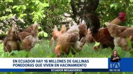 Un proyecto busca transformar las condiciones de vida de las gallinas ponedoras en Ecuador. 

Un reportaje de Nathalie Jiménez