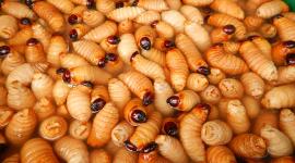 Departamento de Ingeniería de Alimentos de la UniversidadSan Francisco de Quito, reveló que el chontacur