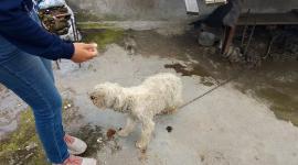 Kira vivía en condiciones insalubres en una vivienda de Quito