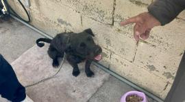 Cinco perros fueron maltratados y solo tres sobrevivieron para ser adoptados.