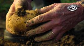 Humildes, sabrosos y con raíces profundas. La papa, la oca, la mashua y el melloco no solo alimentaron a los pueblos originarios: también fueron medicina y parte esencial de su cultura. Hoy, mientras el mundo los llama “superalimentos”, en Ecuador hay una lucha constante para que no salgan del menú.