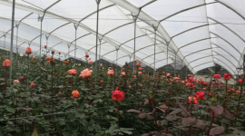 Las florícolas fueron de las áreas afectadas por el paro de la Conaie que duró cerca de un mes.