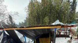 Cientos de perros afectados por colapso de refugio tras aguacero en Quito.