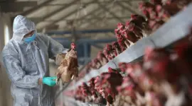 Se registra la primera muerte por gripe aviar H5N5 en EE.UU.