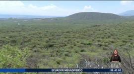 El Bosque Seco de Jerusalem es un espacio con gran diversidad de especies ubicado en el cantón Pedro Moncayo, al norte de Quito. ás información en el reportaje completo.

Un reportaje de Nathalie Jiménez