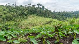 El proyecto busca proteger y conservar los bosques de la Amazonía ecuatoriana.