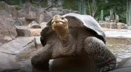 Durante casi un siglo, Gramma la tortuga de las Galápagos fue una presencia tranquila y constante en el zoológico de San Diego en EE.UU.