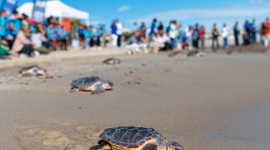 Las tortugas vuelven a la playa en donde nacieron por su percepción del campo magnético.
