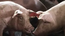 El Ministerio de Agricultura de España confirma los dos primeros casos de peste porcina africana en ese país desde 1994