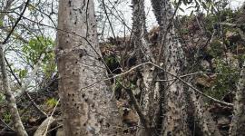 Vista parcial de árboles Spirotheca zapotillana encontrados en la provincia de Loja, Ecuador.