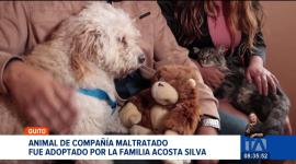 Ninja el animalito de compañía que fue maltratado por su tutor y rescatado por la Unidad de Bienestar Animal, ya tiene un nuevo hogar. La persona involucrada en la agresión recibió una multa de 4 700 dólares.

Un reportaje de Juan Miguel Rodríguez