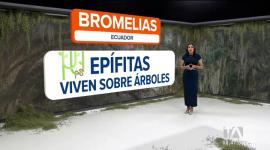 El musgo español, una bromelia que crece sobre los árboles y ayuda a retener la humedad, cumple un rol fundamental en el ecosistema. Sin embargo, su recolección para la elaboración de pesebres amenaza su conservación. 

Un reportaje de Nathalie Jiménez