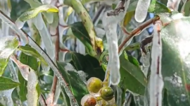 La helada cayó sobre sembríos de la provincia de Chimborazo.