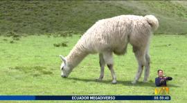 Las llamas son animales que se caracterizan por ser sociales y son nativas del Ecuador.

Un reportaje de Nathalie Jiménez