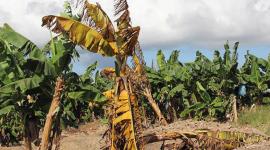 La alerta por la presencia del hongo Fusarium en ECuador empezó en septiembre del 2025.