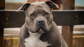 perro pitbull ataca a niño en Nueva York