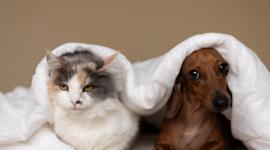 La pirotecnia fue causar graves afectaciones a los animales de compañía