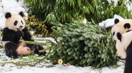 Los osos panda están entre los beneficiados con el desayuno navideño.