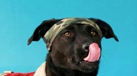 Perros buscan un hogar en Quito luego de ser rescatados.