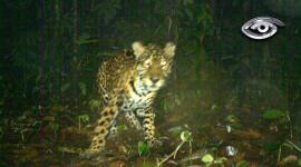 Más de 300 cámaras trampa captaron imágenes poco comunes del jaguar en distintas zonas de Ecuador, registrando su presencia y comportamiento durante cinco meses. Un proyecto clave para proteger a este felino y conservar el equilibrio de bosques y selvas.