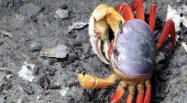 La veda de cangrejo se aplica en dos períodos en el año