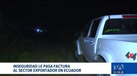 El sector bananero es el más afectado por la contaminación de carga y las amenazas de bandas delincuenciales bajo la modalidad de robo. Un reportaje de Belén Merizalde