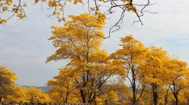 El florecimiento de los guayacanes es un fenómeno natural que cada año atrae a miles de turistas.