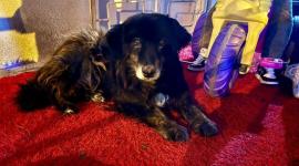 Un perro de nombre "Oso" fue perseguido y maltratado por un hombre en Quito.