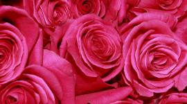 Ecuador prevé elevar la exportación de flores por la temporada de San Valentín