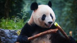 Un oso panda come bambú en una reserva de conservación de China