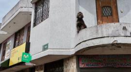 UBA rescató a un perro de nueve meses que vivía en un pequeño balcón.